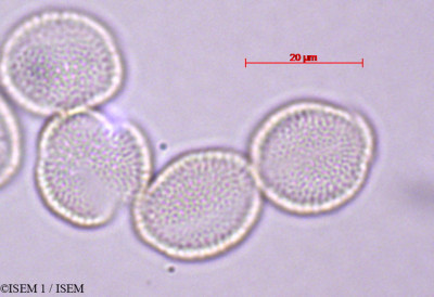 Aurinia sinuata - lame n° 27858